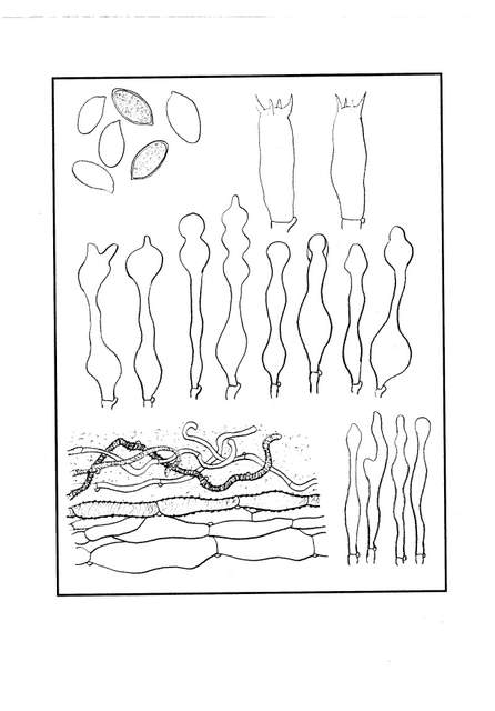 Galerina spec. Cod.: 0947-07